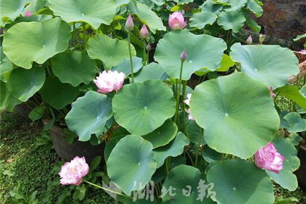 “反内卷”—政!策重拳出击！化工etf（516020）尾盘拉升溢价吸金，机构：化工板块盈利弹性或超市场预期